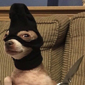 Meet your Posher, Balee